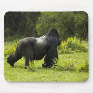 Tapis De Souris Rwanda, Parc national des Volcans