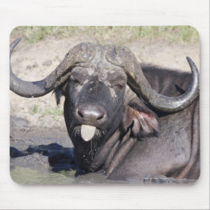 Tapis De Souris Sabi Sands Conservancy, Province de Mpumalanga, 2
