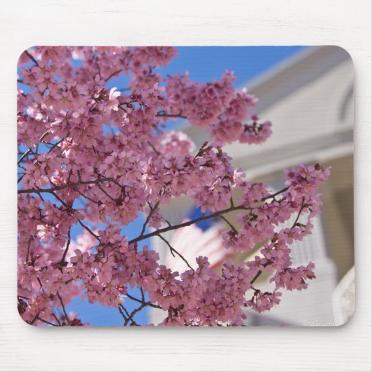 Tapis De Souris Sakura Cherry Blossoms (Devant)