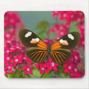 Tapis De Souris Sammamish Washington Photographie d'un papillon su