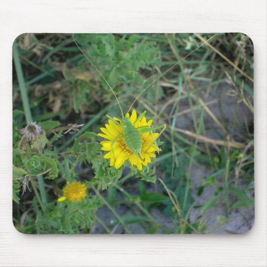 Tapis De Souris Sauterelle verte sur une fleur jaune (Devant)