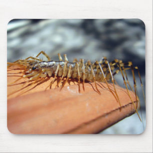 Tapis De Souris Scutigera Coleoptrata Mouse Mat