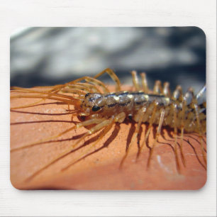 Tapis De Souris Scutigera Coleoptrata Mouse Mat