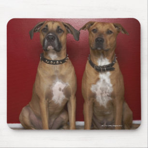 Tapis De Souris Se reposer de deux d'Américain terriers de