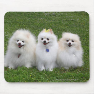 Tapis De Souris Séance de 3 Pomeranians