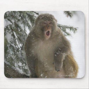 Tapis De Souris Séance de singe de Macaque de rhésus (mulatta de