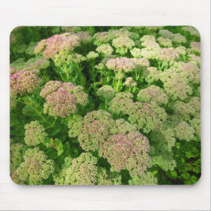 Tapis De Souris Sedum "Autumn Joy"