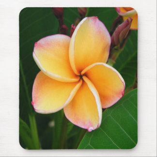 Tapis De Souris Sens tropicaux