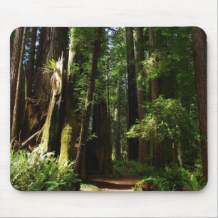 Tapis De Souris Séquoias et fougères au parc national de Redwood