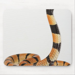 Tapis De Souris Serpent de corail africain (lubricus d'Aspidelaps)