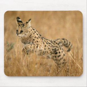 Tapis De Souris Serval (Leptailurus Serval) sautant