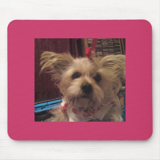 Tapis De Souris Shih Tzu (Devant)