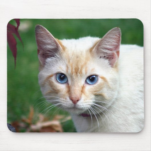 Tapis De Souris Siamese cat face mousepad (Devant)