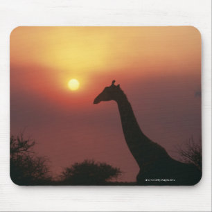 Tapis De Souris Silhouette de girafe (Giraffa Camelopardalis)