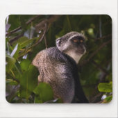 Tapis De Souris Singe bleu, Zanzibar (Devant)