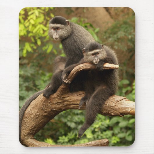 Tapis De Souris Singe Mousepad (Devant)