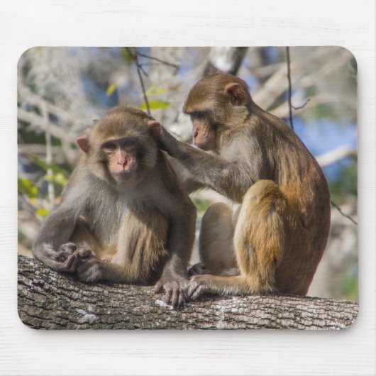 Tapis De Souris Singes de Silver Springs (Devant)