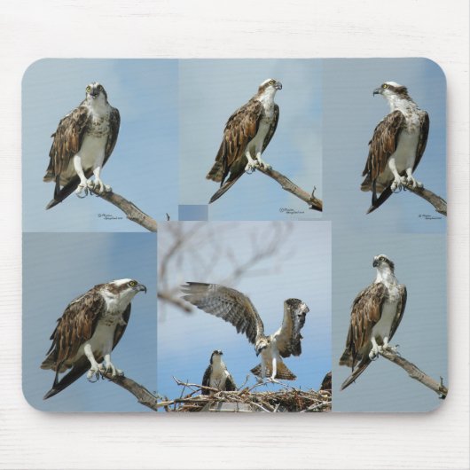 Tapis De Souris Six photos Mousepad d'oiseau de balbuzard (Devant)