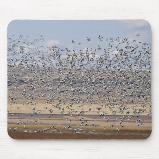 Tapis De Souris Snow geese during (Devant)