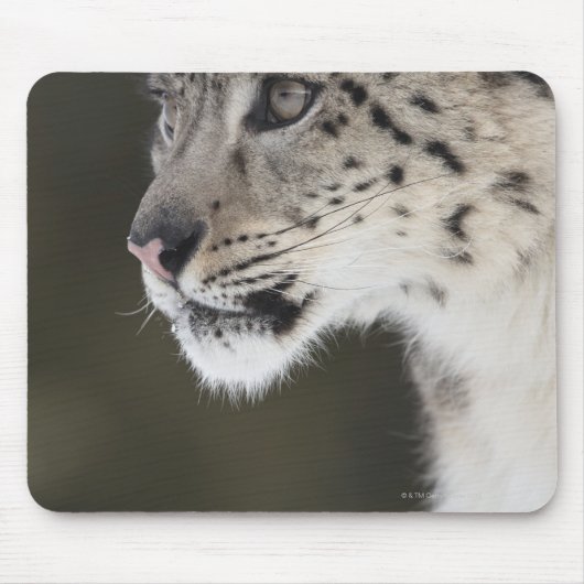 Tapis De Souris Snow leopard (Uncia uncia) (Devant)