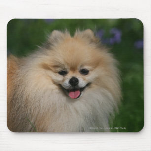 Tapis De Souris Sourire de Pomeranian