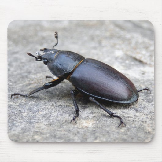 Tapis De Souris Souris du dendroctone du pin (Devant)