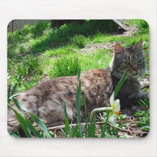 Tapis De Souris Souris Maine Coon (Devant)