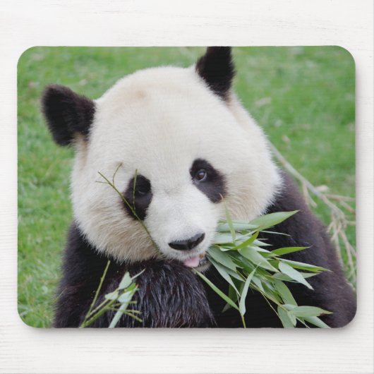Tapis De Souris Souris Panda géant Photo, animaux 0261. (Devant)