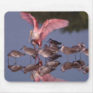 Tapis De Souris Spatule rosée avec des willet dans des eaux peu pr