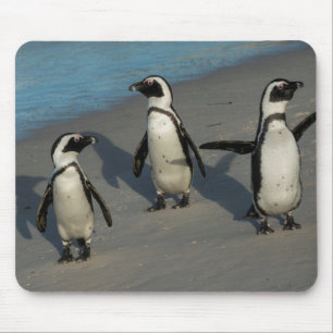 Tapis De Souris Spheniscus africain Demersus des pingouins