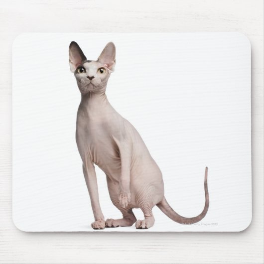 Tapis De Souris Sphynx (13 months old) (Devant)