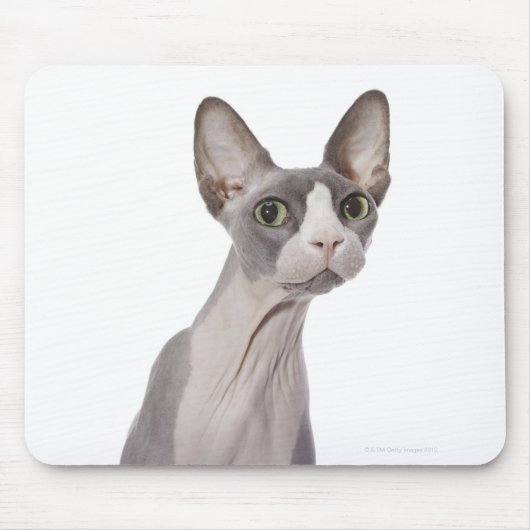 Tapis De Souris Sphynx Cat with surprised expression (Devant)