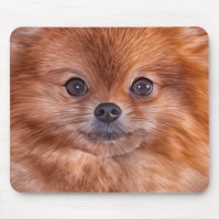 Spitz de Pomeranian de chien de dessin