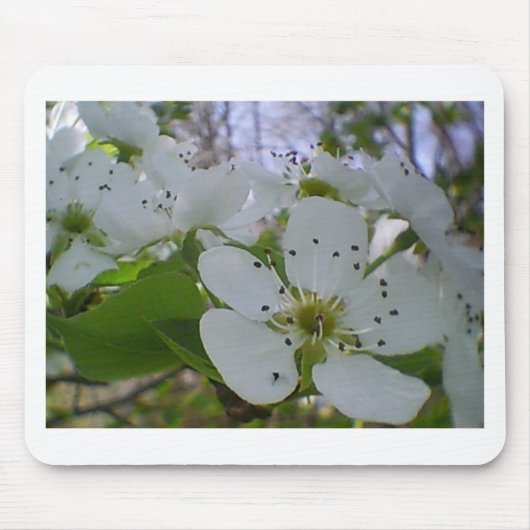 Tapis De Souris Spring blossom (Devant)
