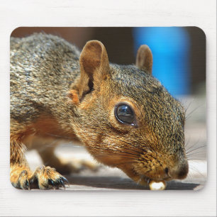 Tapis De Souris Squirrel Closeuse Manger