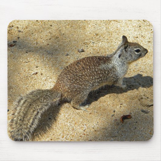 Tapis De Souris Squirrell (Devant)