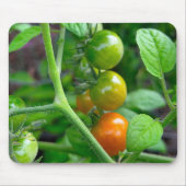 Tapis De Souris Stades de maturation des tomates cerises (Devant)