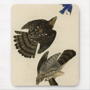 Tapis De Souris Stanley (Cooper's) Hawk Audubon's Birds of America