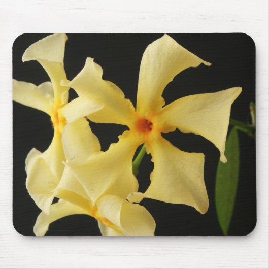 Tapis De Souris Star Jasmine Flower mpcna (Devant)