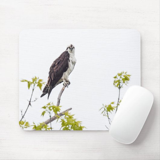 Tapis De Souris Staring Osprey (Avec souris)