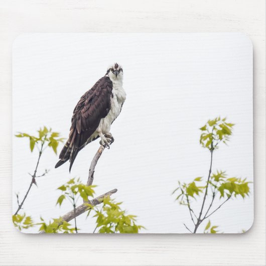 Tapis De Souris Staring Osprey (Devant)