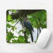 Tapis De Souris Steller's Jay dans le parc national de Yosemite (Avec souris)