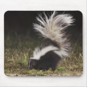 Tapis De Souris Stried Skunk, Mephitis mephitis (Devant)