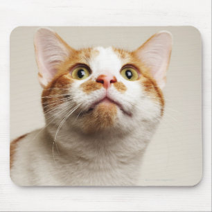 Tapis De Souris Studio photo de chat cherchant