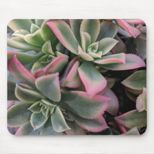 Tapis De Souris Succulent (Devant)