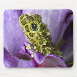 Tapis De Souris Sud-est du Vietnam. Gros plan sur la grenouille ar