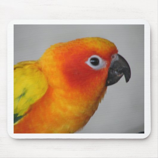 Tapis De Souris Sun Conure (Devant)