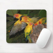 Tapis De Souris Sun Conures (Avec souris)