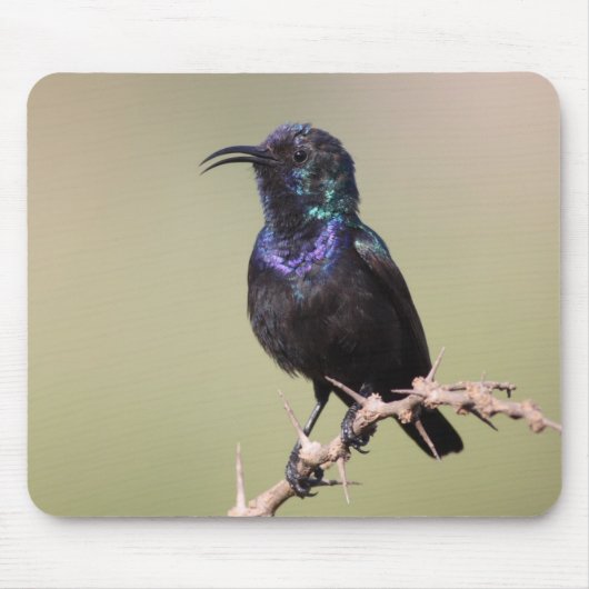 Tapis De Souris Sunbird (Devant)