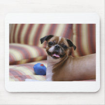 Super mignon chien avec sa balle préférée